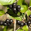 Arónie černá - temnoplodec
